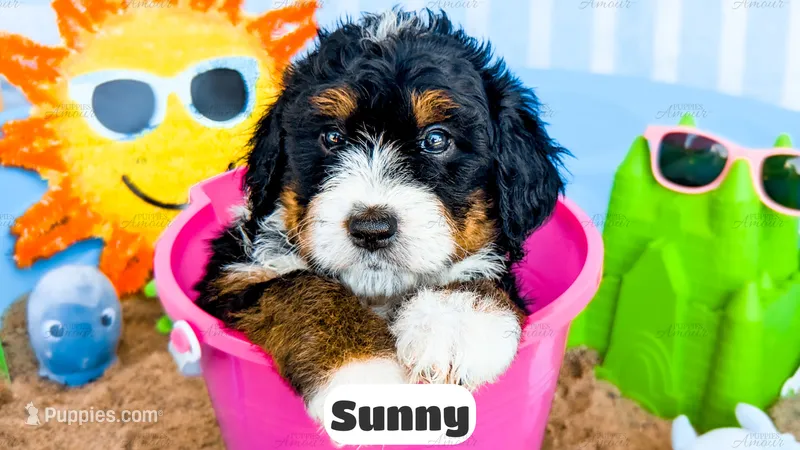 Sunny – Bernedoodle puppy for sale in Lima, OH