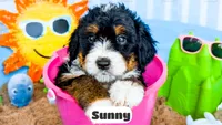 Sunny, a female Bernedoodle for sale in Lima, OH – 2 of 10