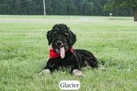 Glacier, a male Bernedoodle for sale in Lima, OH – 5 of 10