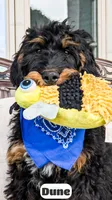 Dune, a male Bernedoodle for sale in Lima, OH – 4 of 10