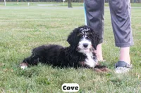 Cove, a male Bernedoodle for sale in Lima, OH – 3 of 9