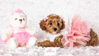 Alice, a female Cavapoo for sale in Lima, OH – Photo 1 of 10
