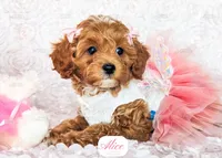 Alice, a female Cavapoo for sale in Lima, OH – Photo 2 of 10