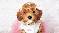 Alice, a female Cavapoo for sale in Lima, OH – Photo 10 of 10