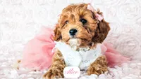 Alice, a female Cavapoo for sale in Lima, OH – Photo 8 of 10