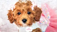 Alice, a female Cavapoo for sale in Lima, OH – Photo 3 of 10
