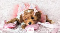 Alice, a female Cavapoo for sale in Lima, OH – Photo 5 of 10