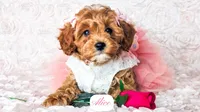 Alice, a female Cavapoo for sale in Lima, OH – Photo 7 of 10
