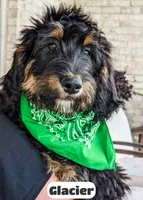 Glacier, a male Bernedoodle for sale in Lima, OH – 7 of 9