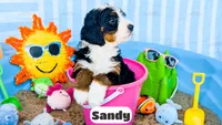Sandy, a female Bernedoodle for sale in Lima, OH – 2 of 2