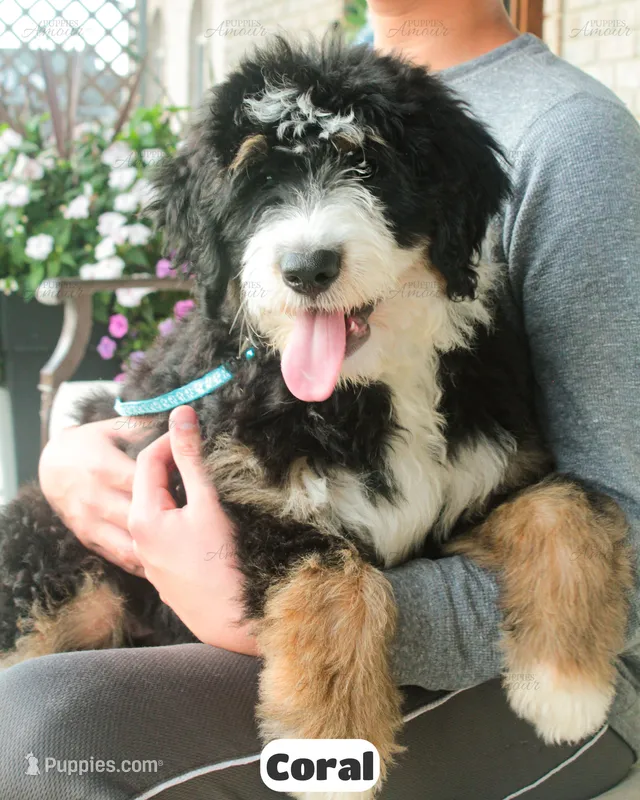 Coral – Bernedoodle puppy for sale in Lima, OH