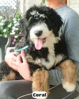 Coral, a female Bernedoodle for sale in Lima, OH – 1 of 9