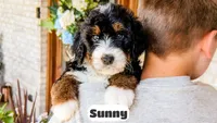 Sunny, a female Bernedoodle for sale in Lima, OH – 9 of 10