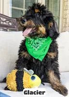 Glacier, a male Bernedoodle for sale in Lima, OH – 6 of 9