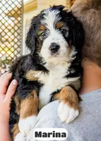 Marina, a female Bernedoodle for sale in Lima, OH – 3 of 10