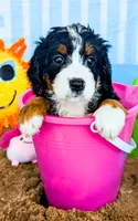 Shelly, a female Bernedoodle for sale in Lima, OH – 7 of 10