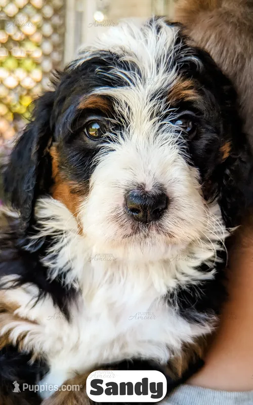 Sandy – Bernedoodle puppy for sale in Lima, OH
