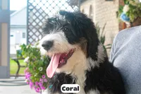 Coral, a female Bernedoodle for sale in Lima, OH – 3 of 9