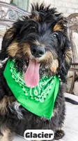 Glacier, a male Bernedoodle for sale in Lima, OH – 3 of 9