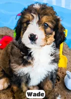 Wade, a male Bernedoodle for sale in Lima, OH – 8 of 10
