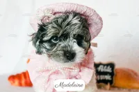 Madeleine, a female Cavapoo for sale in Lima, OH – 4 of 10
