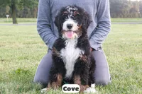 Cove, a male Bernedoodle for sale in Lima, OH – 5 of 9