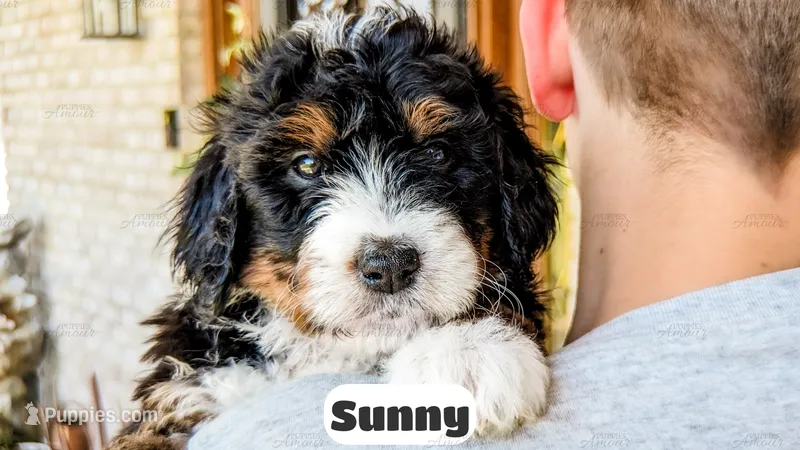 Sunny – Bernedoodle puppy for sale in Lima, OH