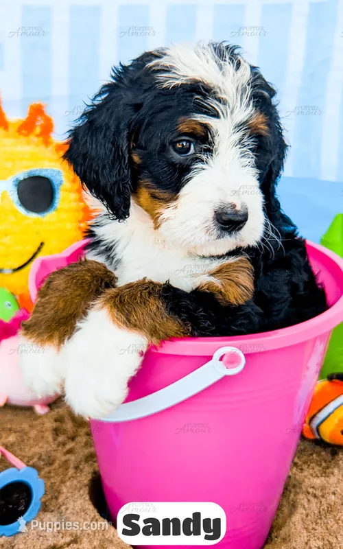 Sandy – Bernedoodle puppy for sale in Lima, OH