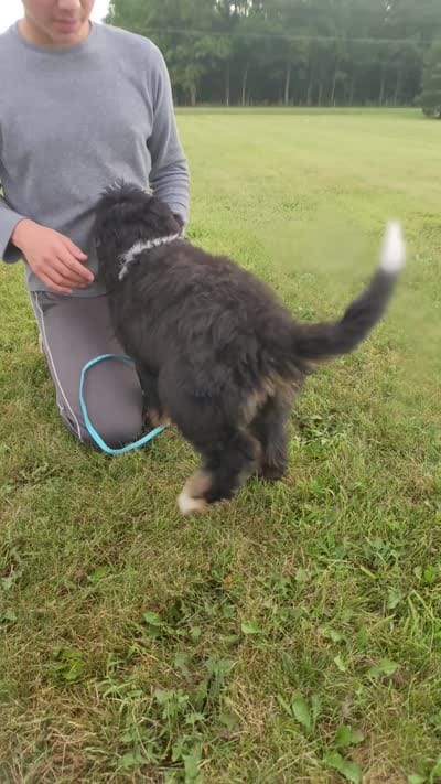 Coral, a female Bernedoodle for sale in Lima, OH – 9 of 9