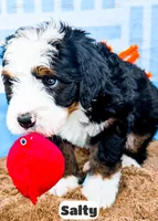 Salty, a male Bernedoodle for sale in Lima, OH – 6 of 10