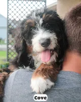 Cove, a male Bernedoodle for sale in Lima, OH – 1 of 9
