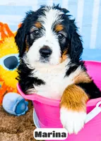Marina, a female Bernedoodle for sale in Lima, OH – 6 of 10