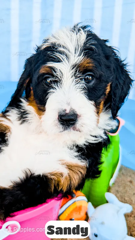 Sandy – Bernedoodle puppy for sale in Lima, OH