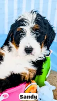 Sandy, a female Bernedoodle for sale in Lima, OH – 1 of 2