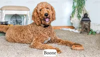 Dune, a male Bernedoodle for sale in Lima, OH – 10 of 10