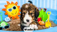 Wade, a male Bernedoodle for sale in Lima, OH – 6 of 10