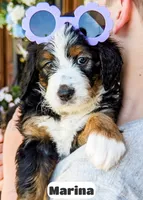 Marina, a female Bernedoodle for sale in Lima, OH – 5 of 10