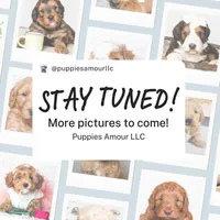 Cliff, a male Bernedoodle for sale in Lima, OH – Photo 3 of 5