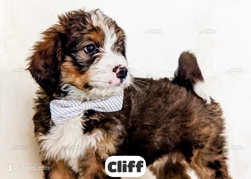Cliff – Bernedoodle puppy for sale in Lima, OH