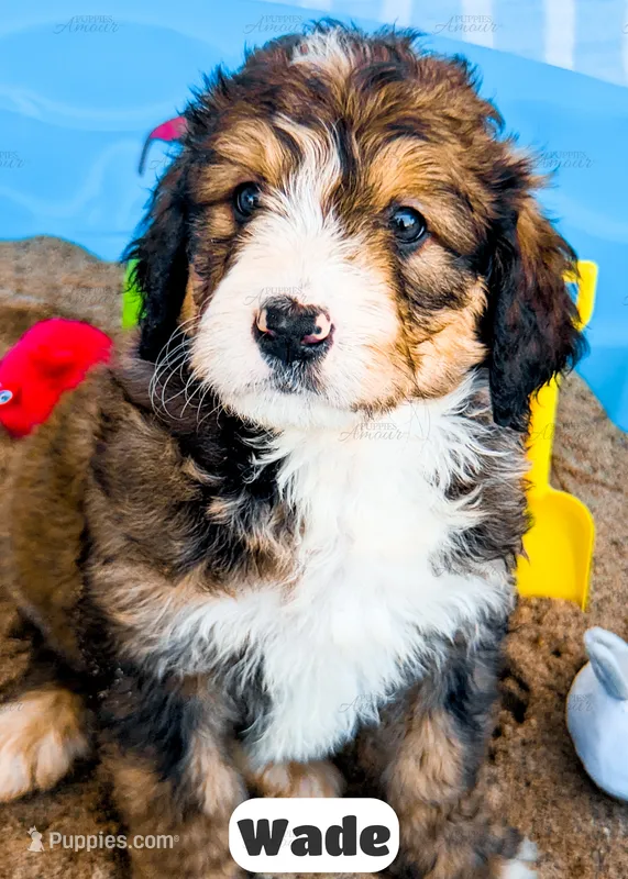 Wade – Bernedoodle puppy for sale in Lima, OH