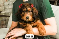 Ember, a female Bernedoodle for sale in Lima, OH – 2 of 6