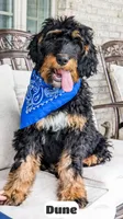 Dune, a male Bernedoodle for sale in Lima, OH – 7 of 10