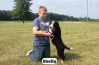 Shelly, a female Bernedoodle for sale in Lima, OH – 5 of 10