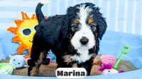 Marina, a female Bernedoodle for sale in Lima, OH – 7 of 10