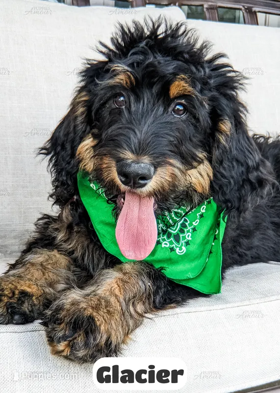 Glacier – Bernedoodle puppy for sale in Lima, OH