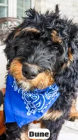 Dune, a male Bernedoodle for sale in Lima, OH – 8 of 10