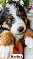 Marina, a female Bernedoodle for sale in Lima, OH – 4 of 10
