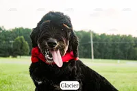 Glacier, a male Bernedoodle for sale in Lima, OH – 2 of 10