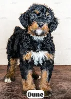 Dune, a male Bernedoodle for sale in Lima, OH – Photo 4 of 10