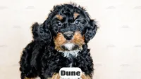 Dune, a male Bernedoodle for sale in Lima, OH – Photo 8 of 10